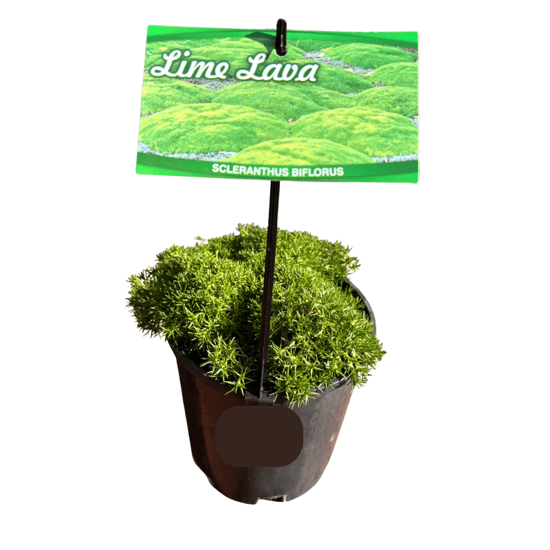 Scleranthus 'Lime Lava' 14cm