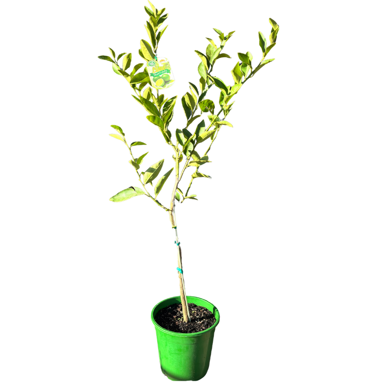 Lime 'Tahitian' 25cm