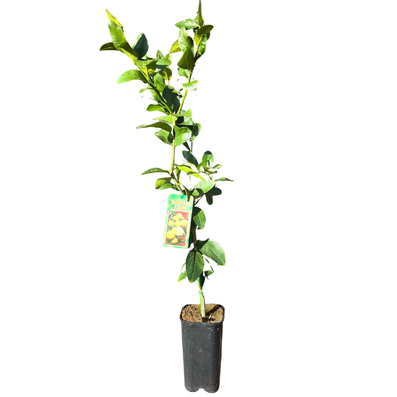 Lime 'Tahitian' Dwarf 17cm