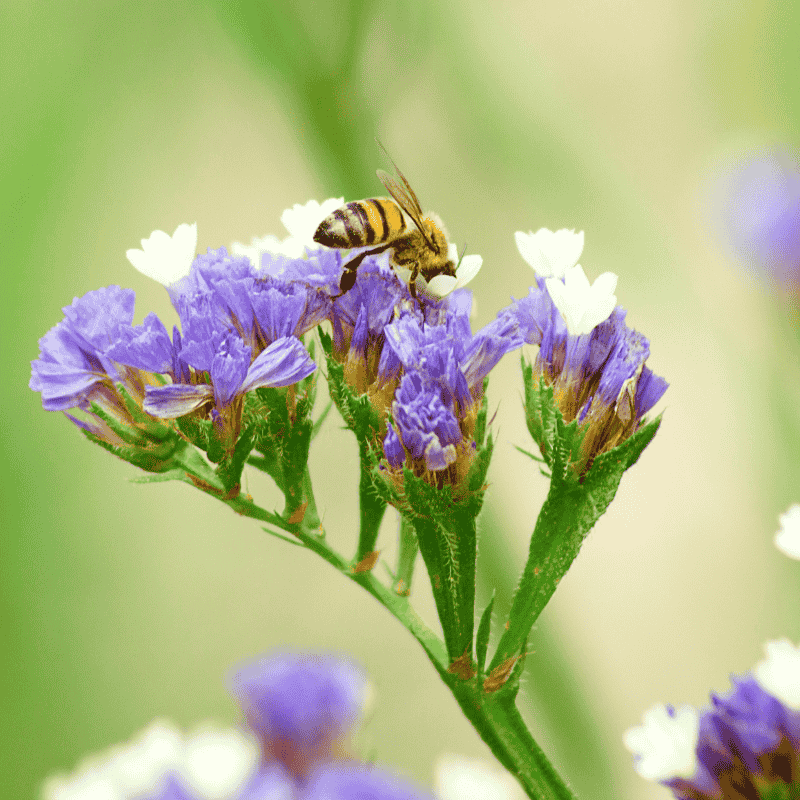 Limonium perezii Blue 14cm