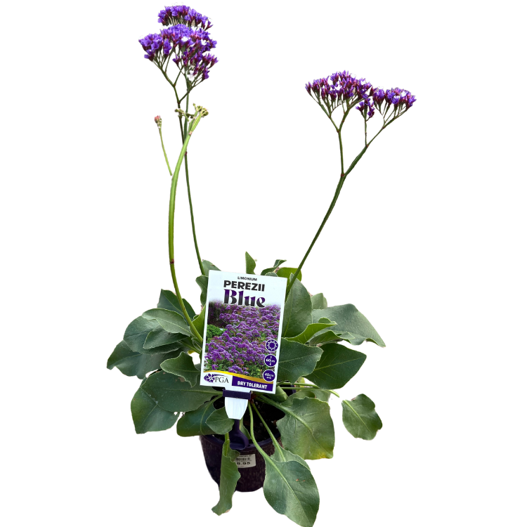 Limonium perezii Blue 14cm