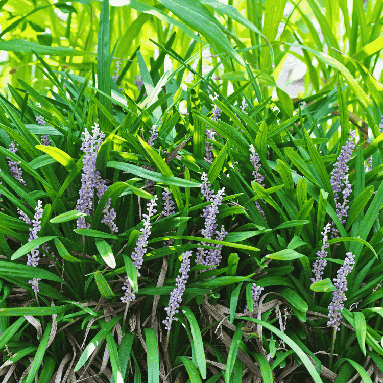 Liriope Evergreen Giant 14cm