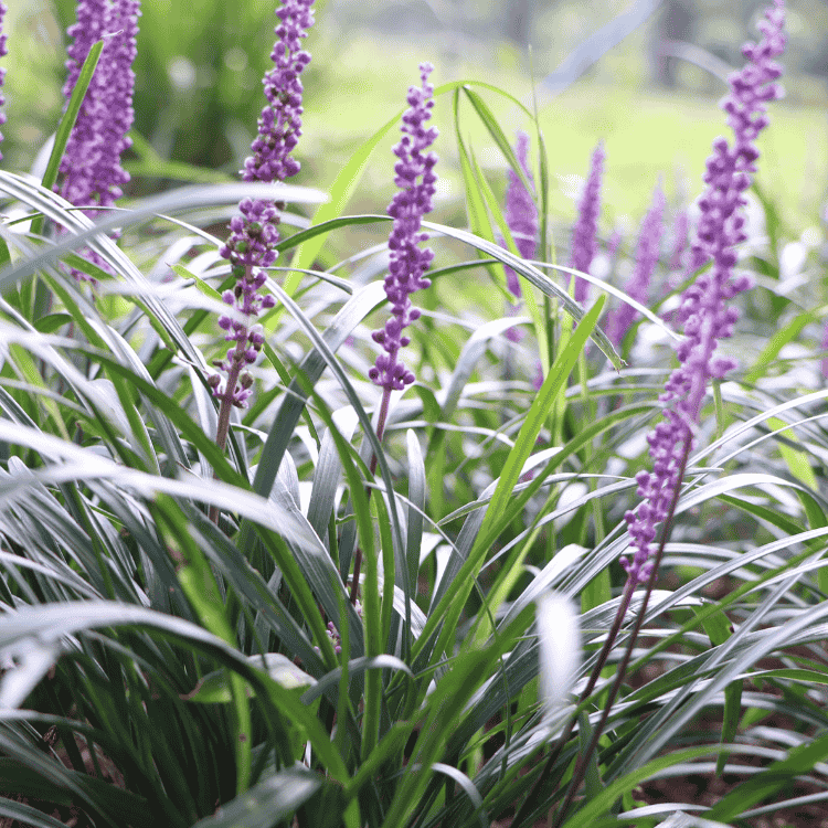 Liriope Royal Purple 14cm