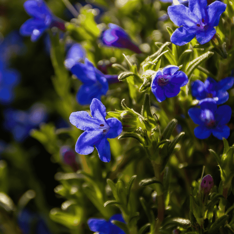 Lithodora 'Grace Ward' 14cm