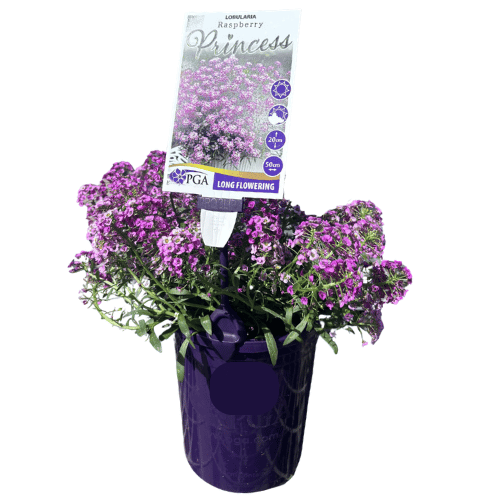 Lobularia Raspberry Princess 14cm