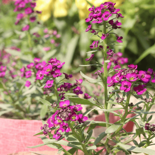 Lobularia Elite Raspberry 15cm