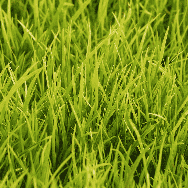 Lomandra Lime Tuff 14cm