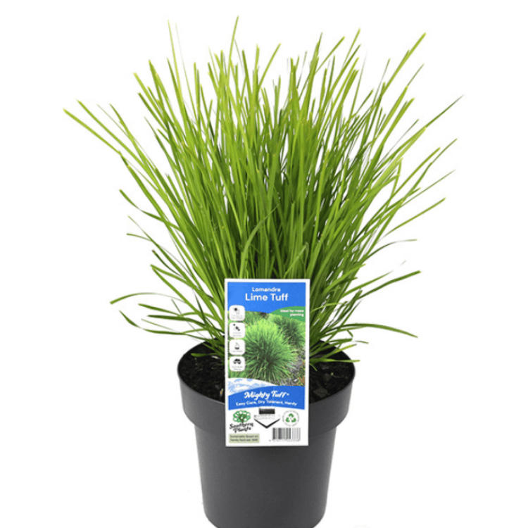 Lomandra Lime Tuff 18cm