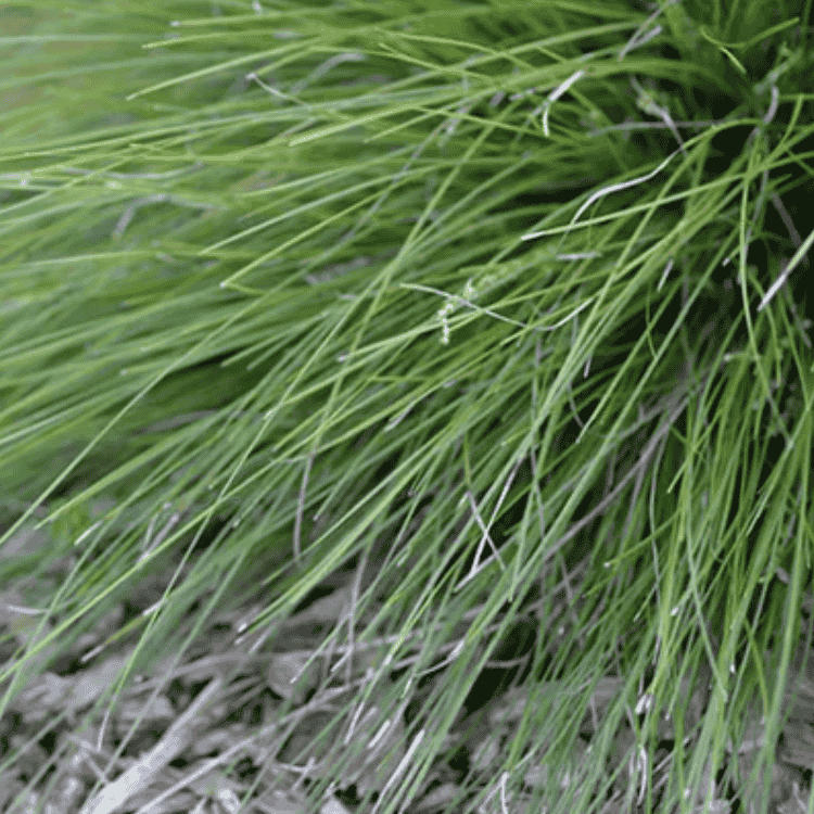 Lomandra Misty Green 14cm