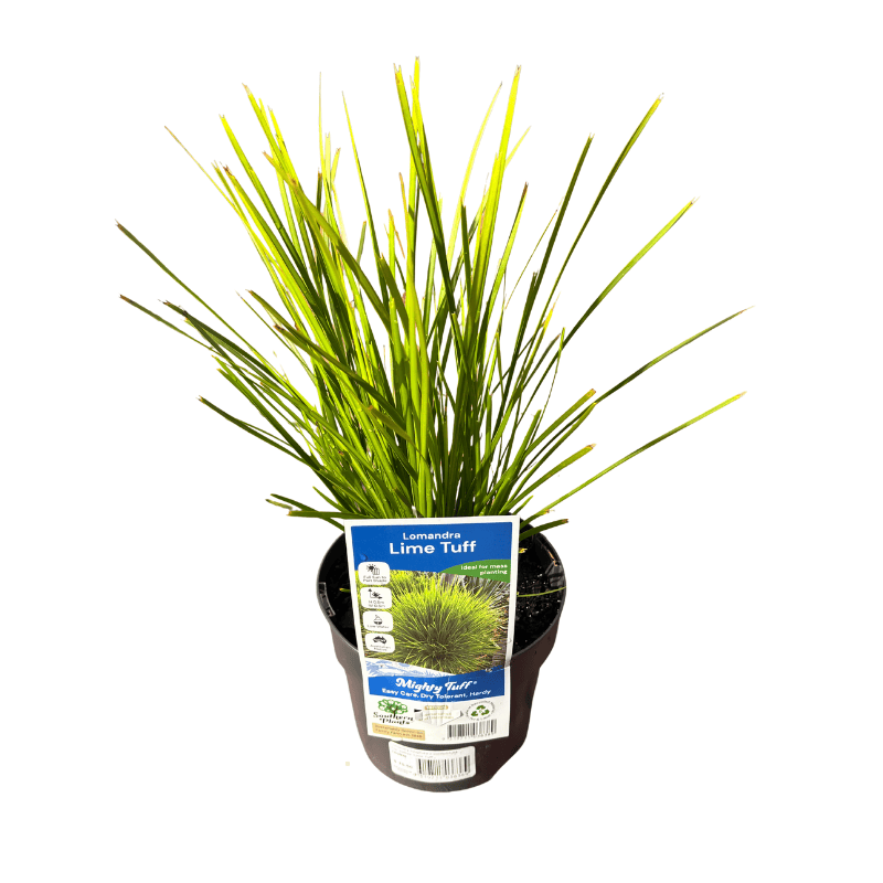 Lomandra Lime Tuff 14cm