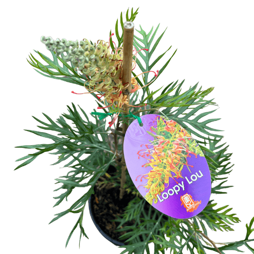 Grevillea Loopy Lou 14cm