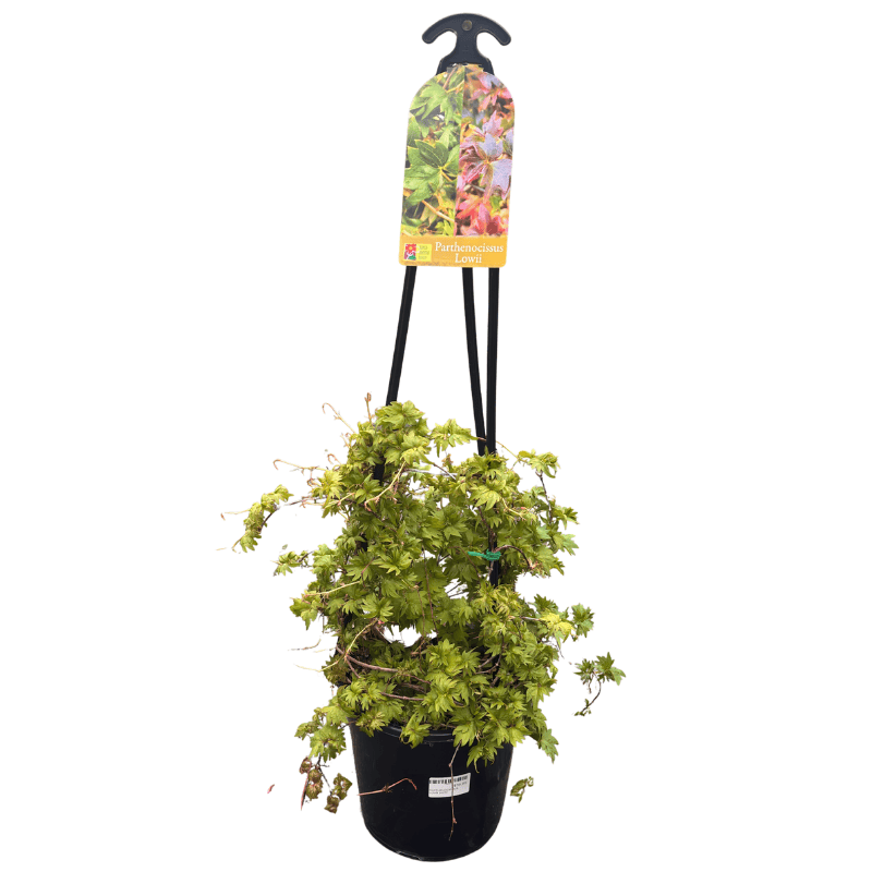 Parthenocissus Lowii 14cm