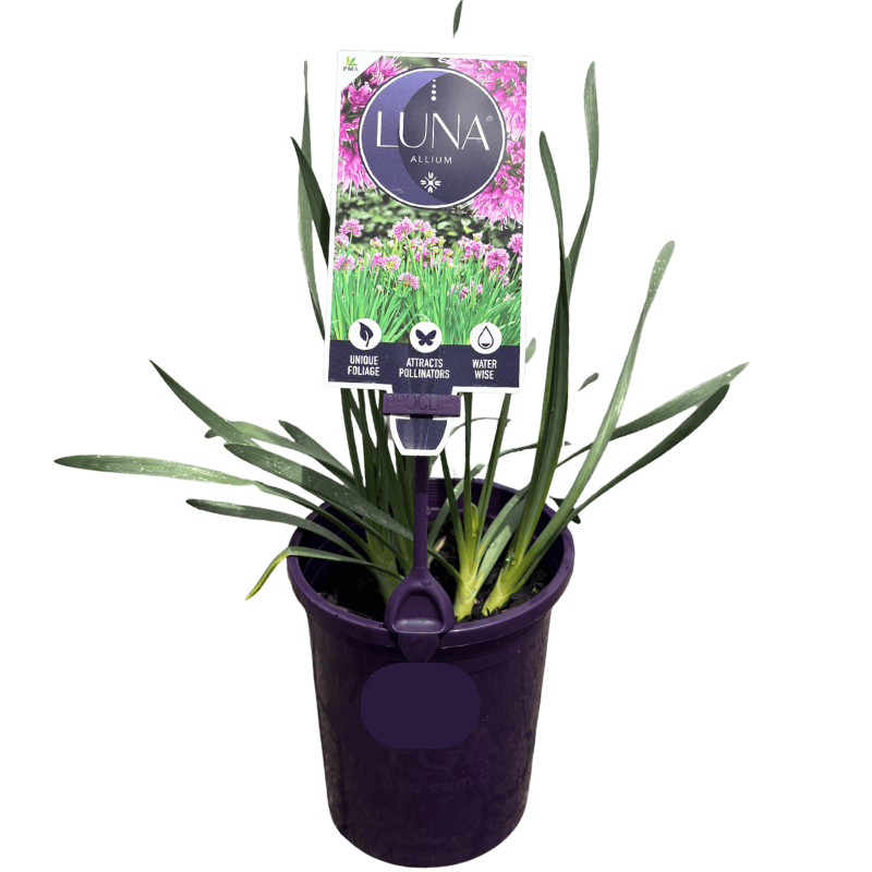 Allium Luna 14cm