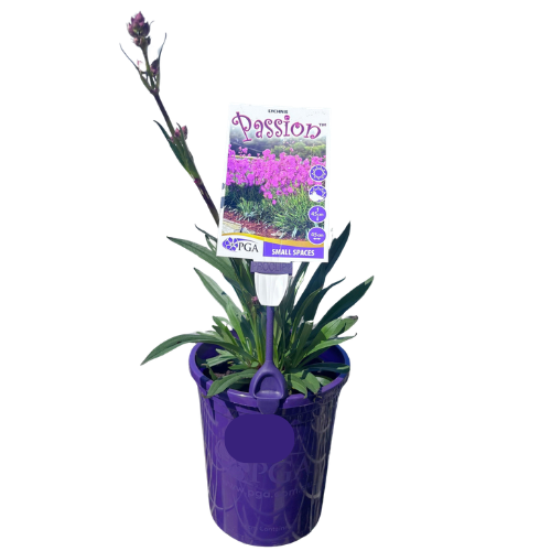 Lychnis Passion 14cm
