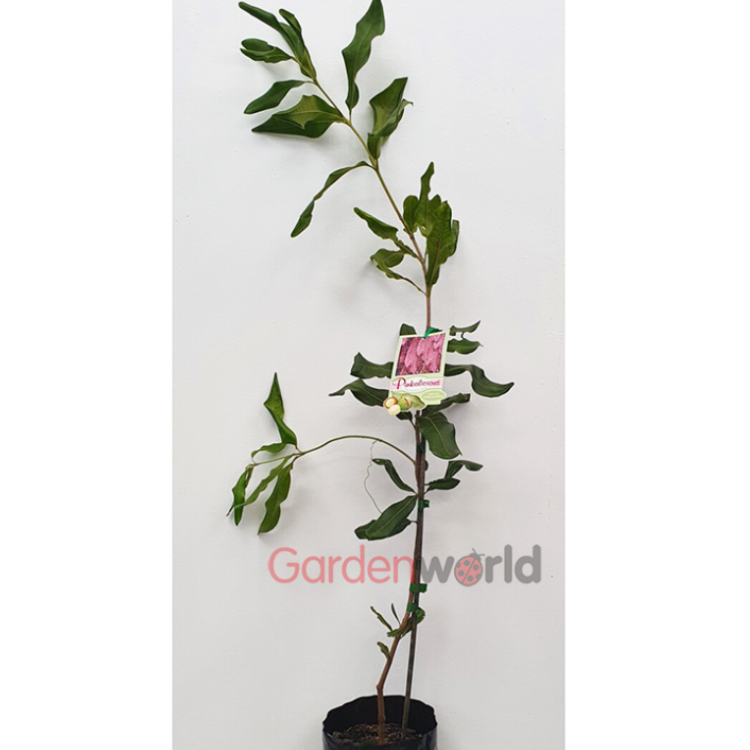 Macadamia 'Pinkalicious' 6L