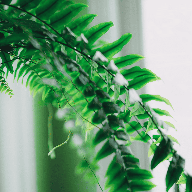 Nephrolepis biserrata - Macho Fern 13cm