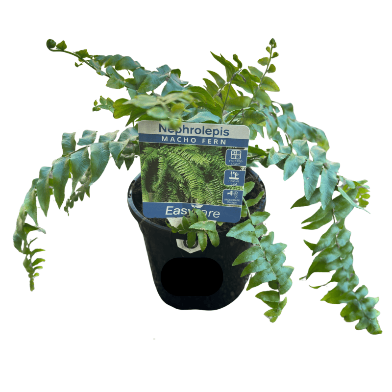 Nephrolepis biserrata - Macho Fern 13cm