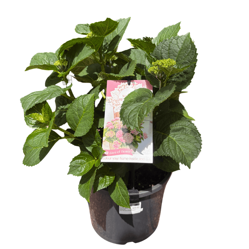Hydrangea Magical Revolution Pink 20cm
