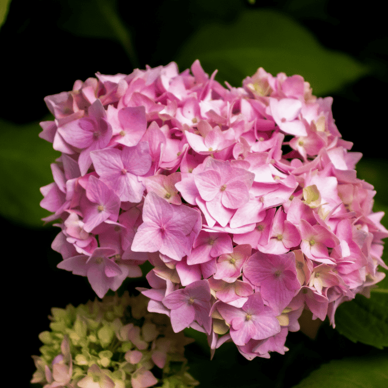 Hydrangea Magical Revolution Pink 20cm