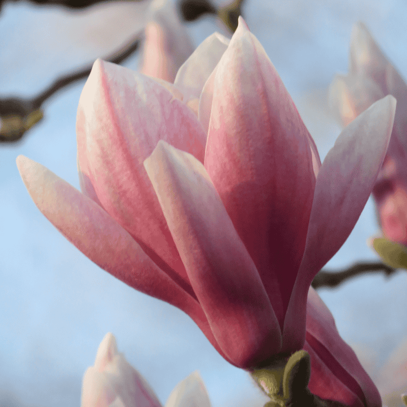 Magnolia 'Burgundy Glow' 25cm