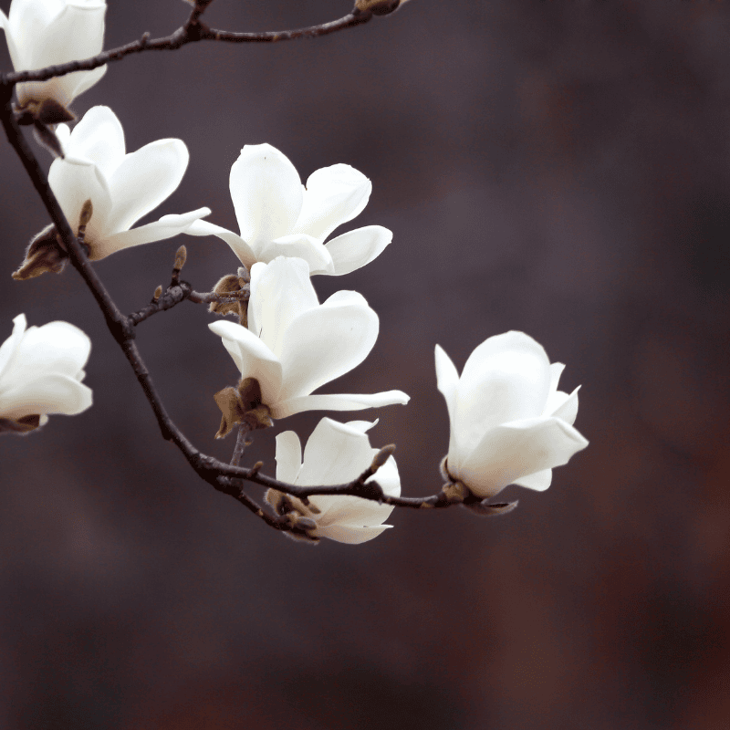 Magnolia denudata - Yulan Magnolia 40cm