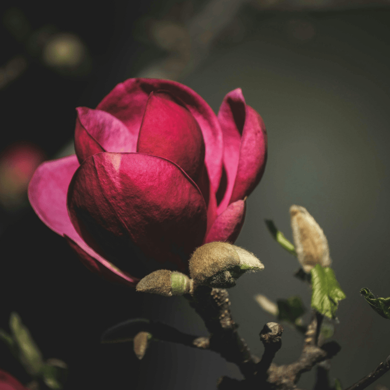 Magnolia 'Black Tulip' 40cm