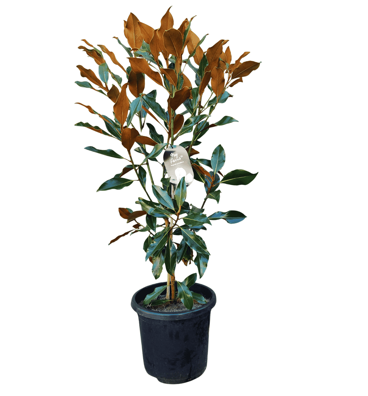 Magnolia Grandiflora Kay Parris 30cm