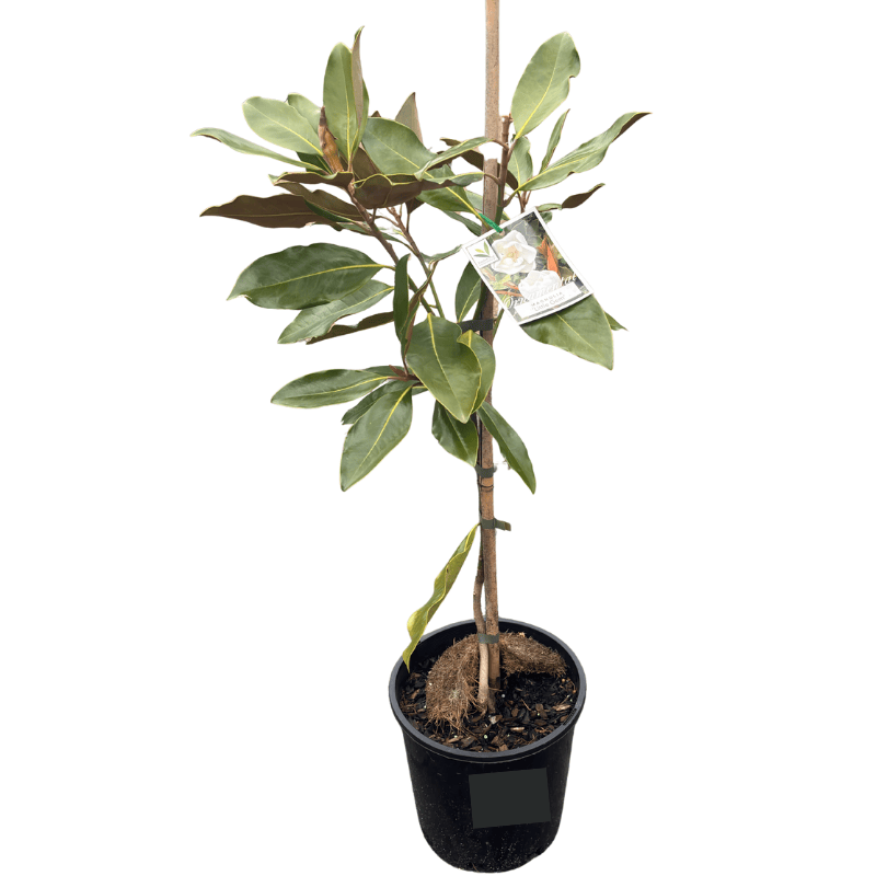 Magnolia grandiflora 'Little Gem' 20cm