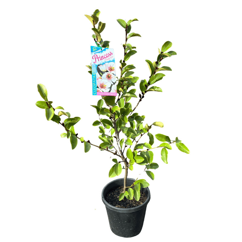 Magnolia 'Princess Cleopatra' 20cm