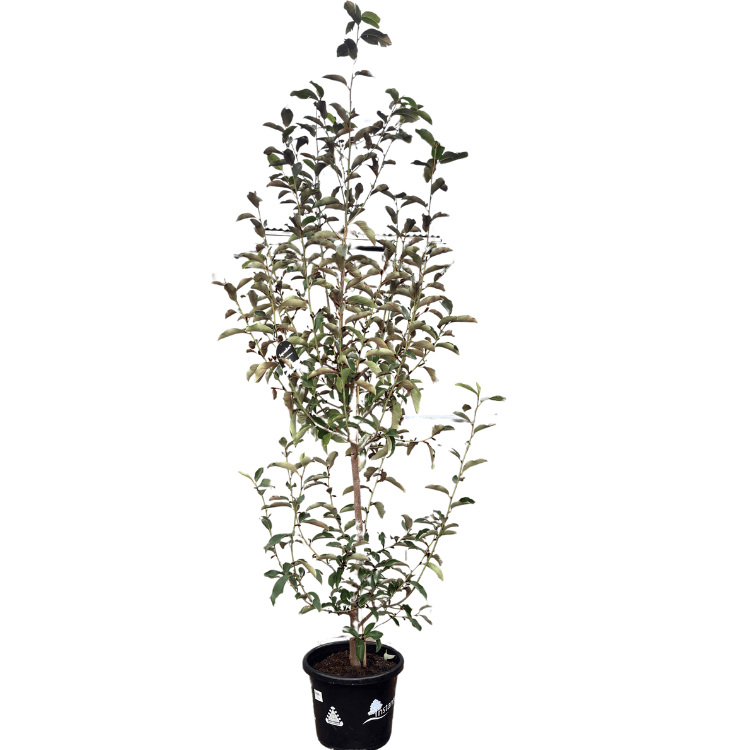 Magnolia 'Little Gem' 33cm