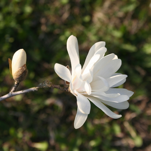 Magnolia stellata - Star Magnolia 25cm