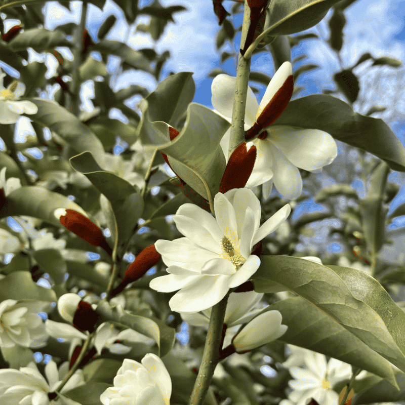 Magnolia 'Inspiration' 40cm