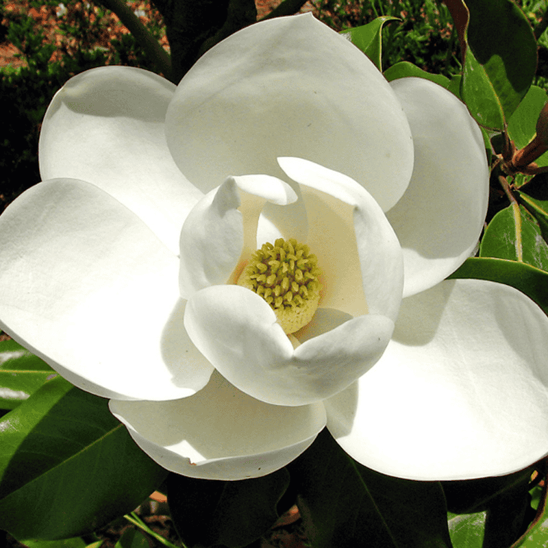 Magnolia 'Little Gem' 33cm