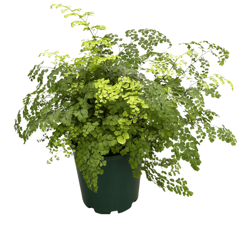 Maidenhair Fern - Adiantum 17cm