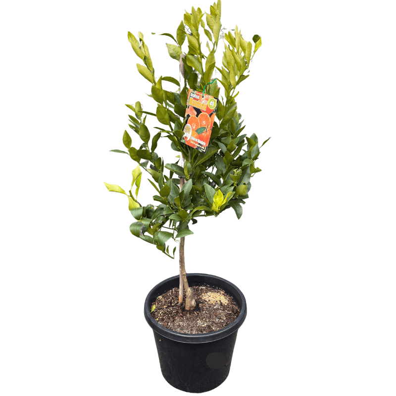 Mandarin Emperor 33cm