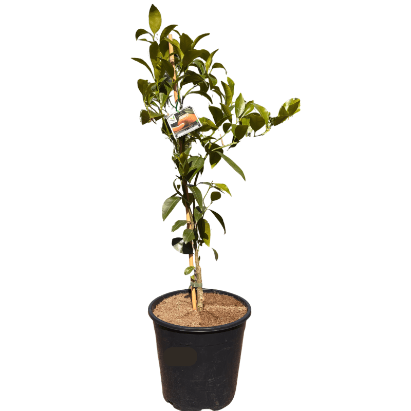 Mandarin Emperor 25cm