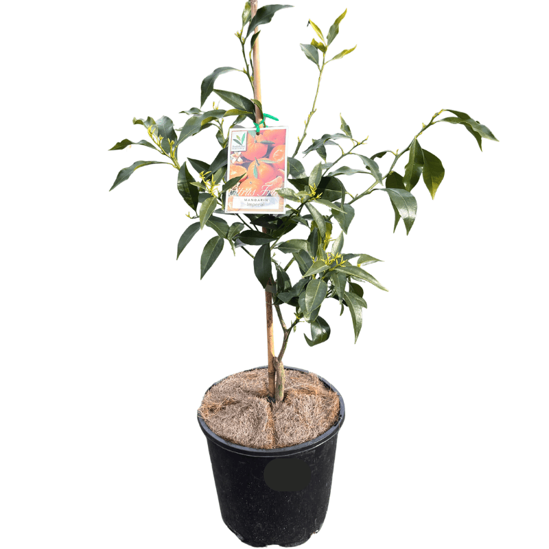 Mandarin Imperial 20cm