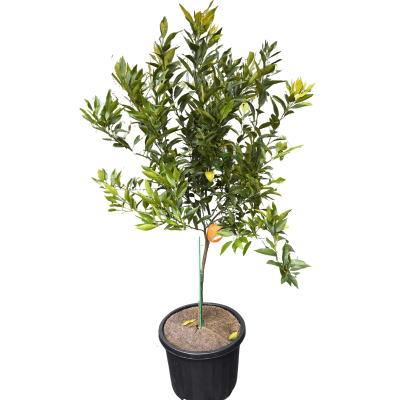 Mandarin Imperial 33cm