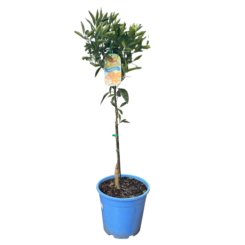 Mandarin 'Imperial' Dwarf 25cm