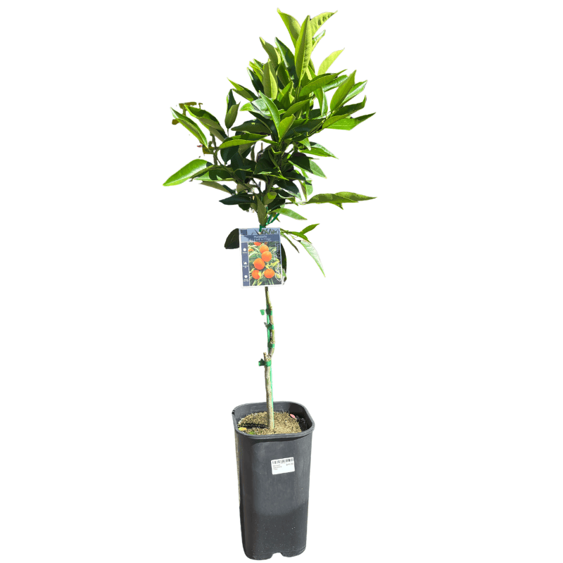 Mandarin Clementine 17cm
