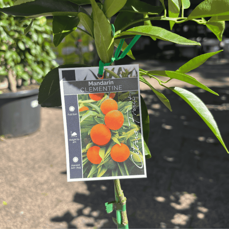Mandarin Clementine 17cm