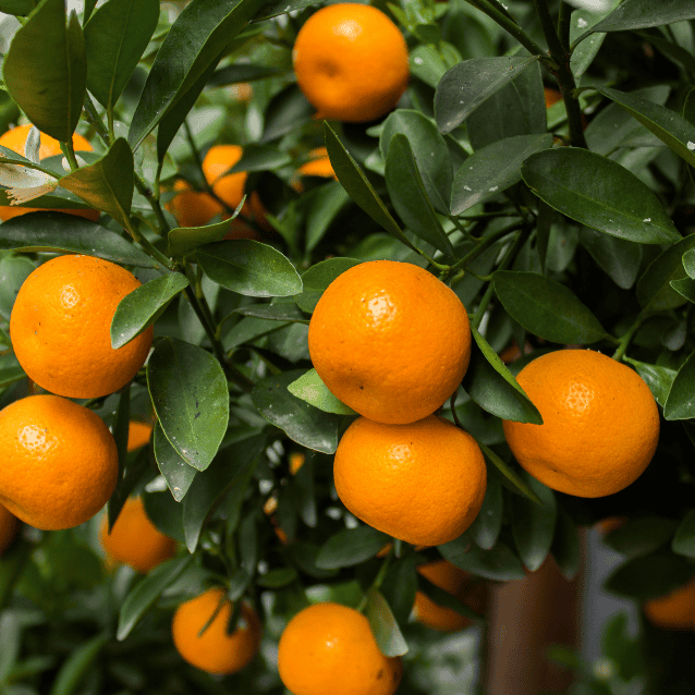 Mandarin 'Imperial' Dwarf 17cm