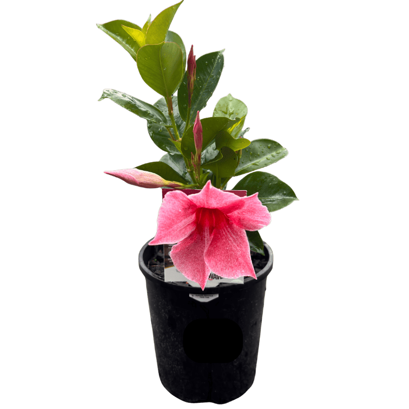 Mandevilla Sun Parasol Mauvelous 14cm