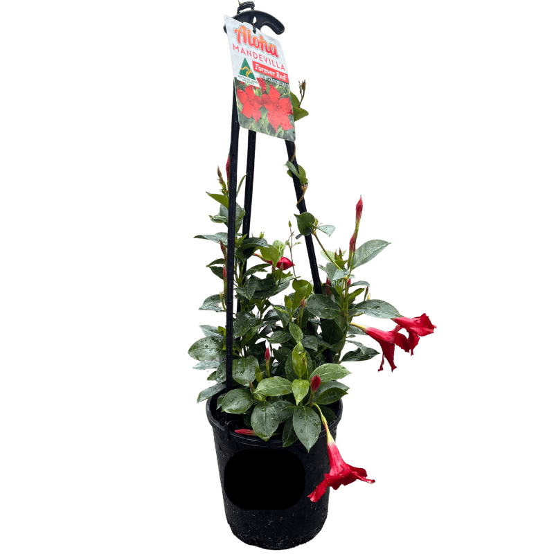 Mandevilla 'Red' 18cm