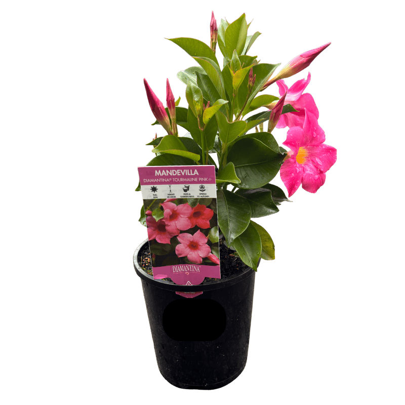 Mandevilla Tourmaline Pink 14cm