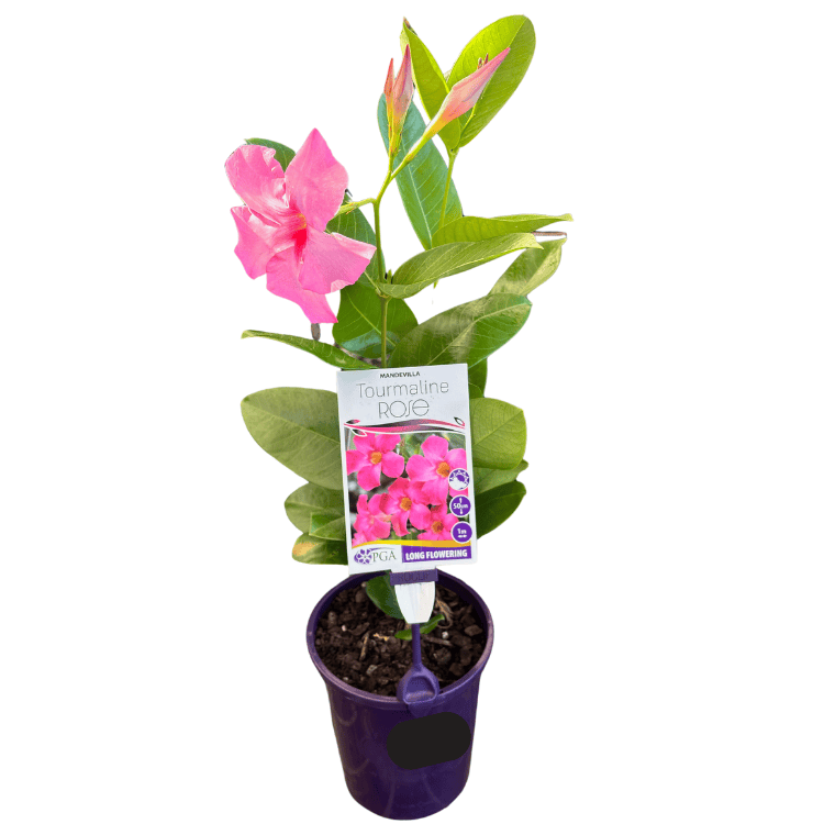 Mandevilla Tourmaline Rose 14cm