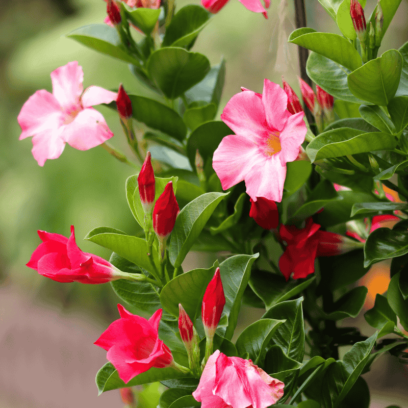 Mandevilla Tourmaline Pink 14cm