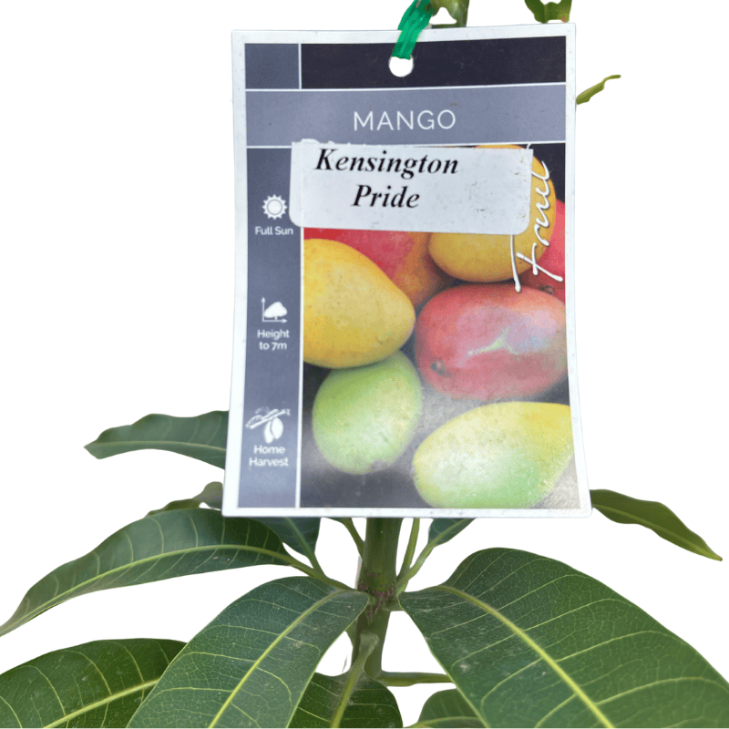 Kensington Pride Mango 5L