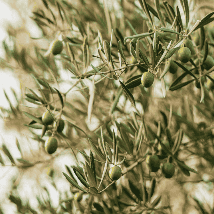 Olive Manzanillo 25cm
