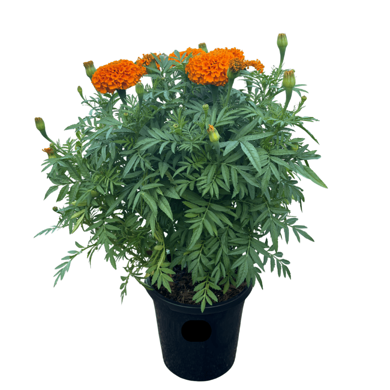 Marigold Marvel Orange 20cm